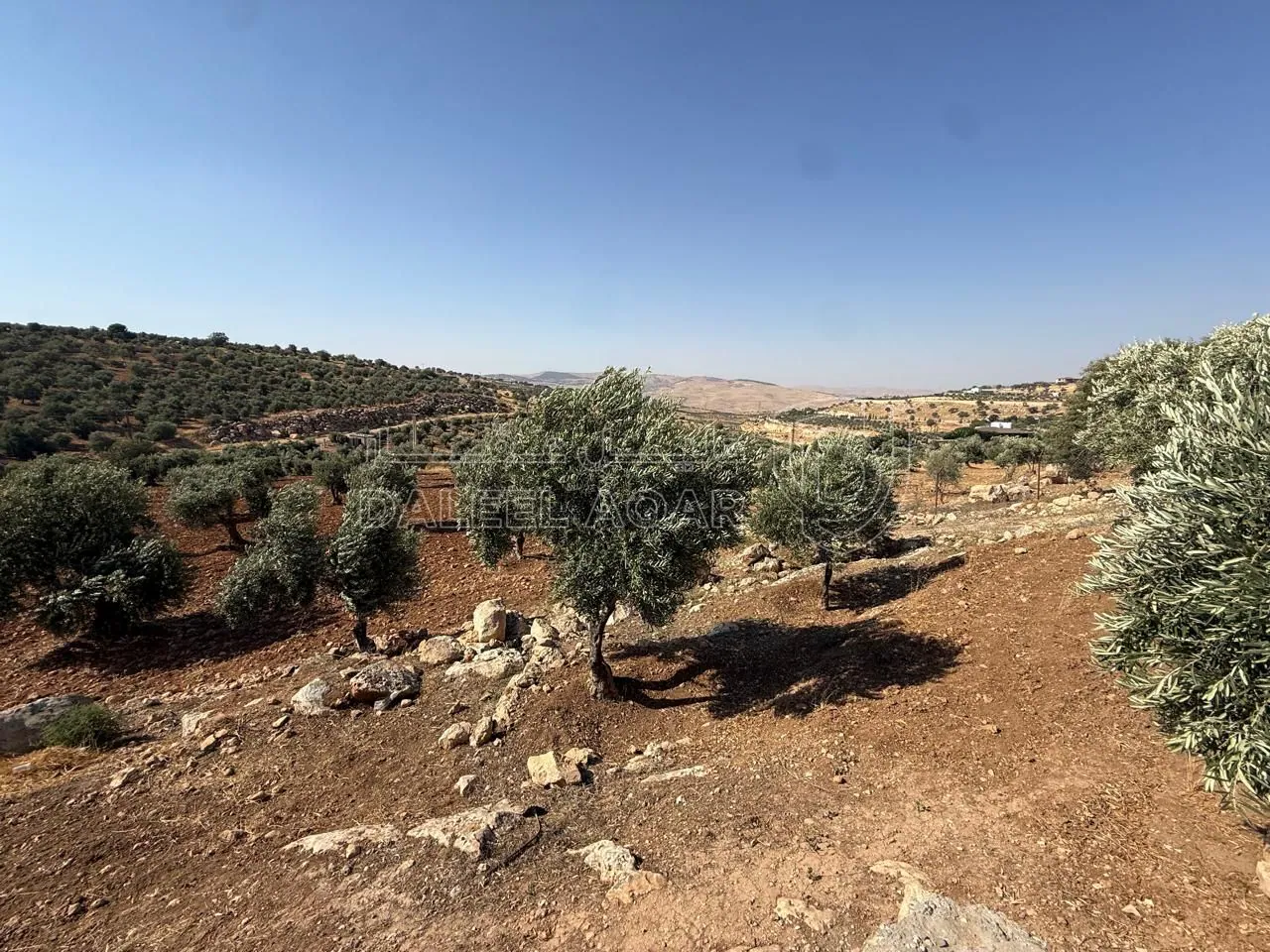 أرض في الزرقاء، المسره، بالقرب من مسجد المسره - 150,000 دأ - صورة 1
