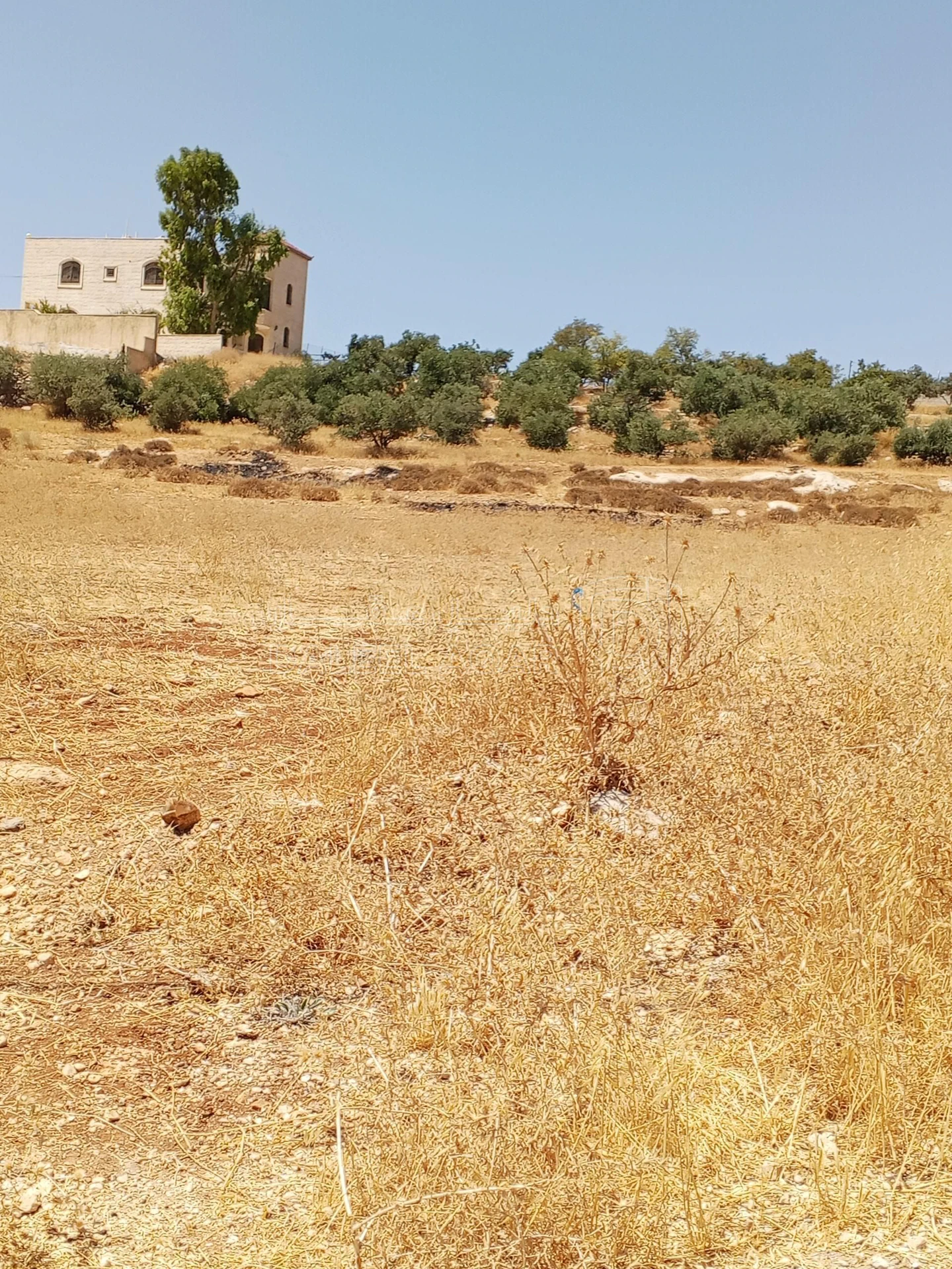 أرض في 1دنم قرمية حسبان حوض ام الشوامر بسعر مغري - 65,000 دأ - صورة 21