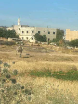 أرض في شفا بدران بالقرب من الجامعة - 220,000 دأ - صورة NaN
