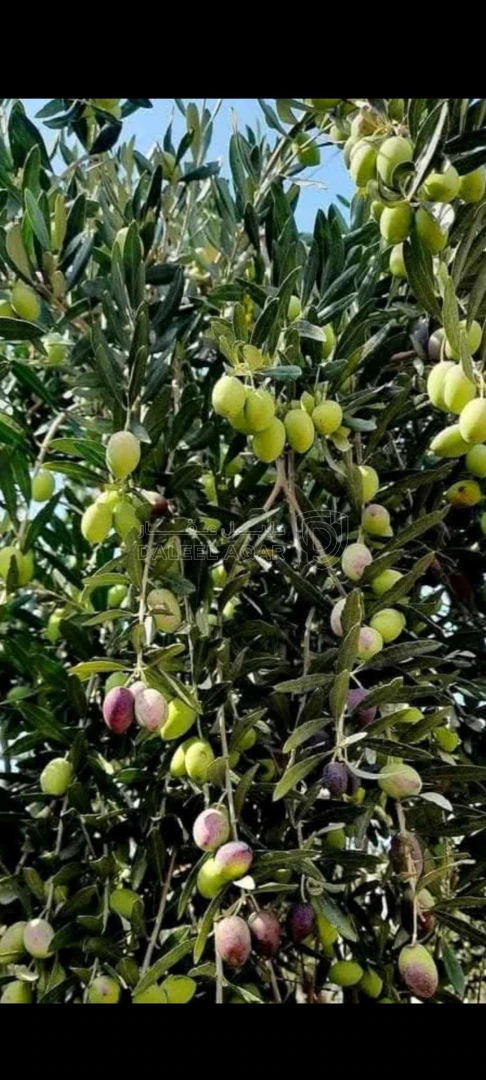 أرض في طريق جرش الزرقاء - 45,000 دأ - صورة 1