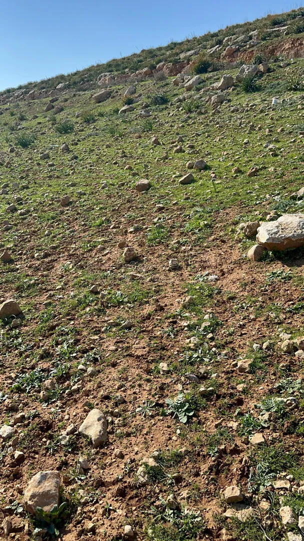 أرض في بلعما - اسكان عمون - قريبه ومطله على الشارع الدولي - 9,500 دأ - صورة 1