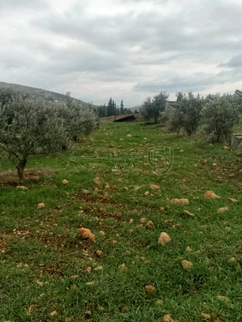 أرض في المفرق . المدور  - 75,000 دأ - صورة 1