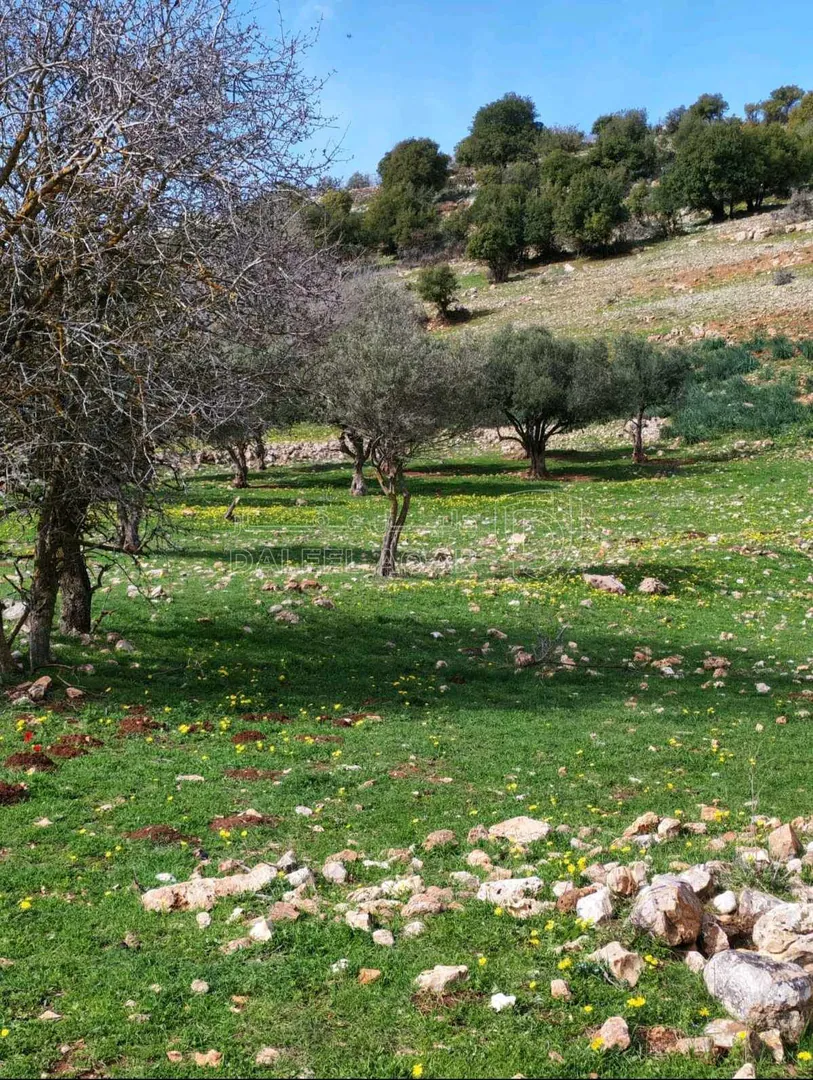 أرض في عجلون - سامتا خلف جامعه عجلون الوطنيه - 15,000 دأ - صورة 1