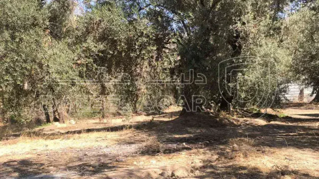 أرض - الطفيلة ام قرى - 25000 دأ