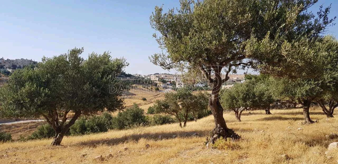 أرض في ناعور، الحسبان، الخربة، قرب بلدية الحسبان - 29,000 دأ - صورة 1