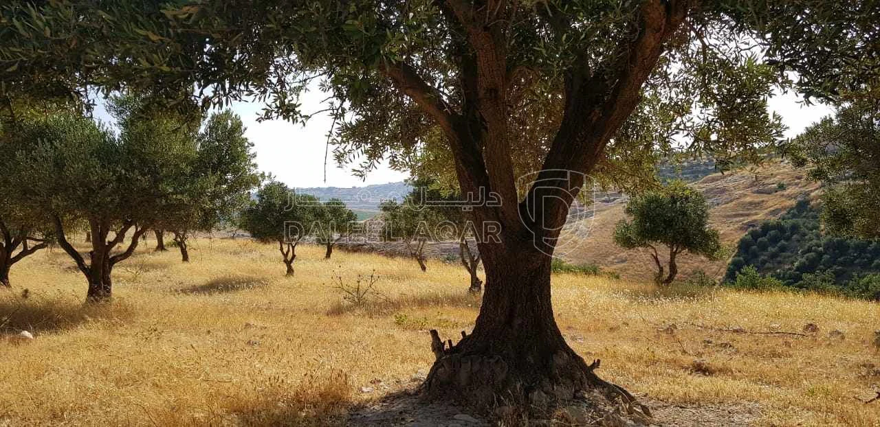 أرض في ناعور، الحسبان، الخربة، قرب بلدية الحسبان - 29,000 دأ - صورة 1