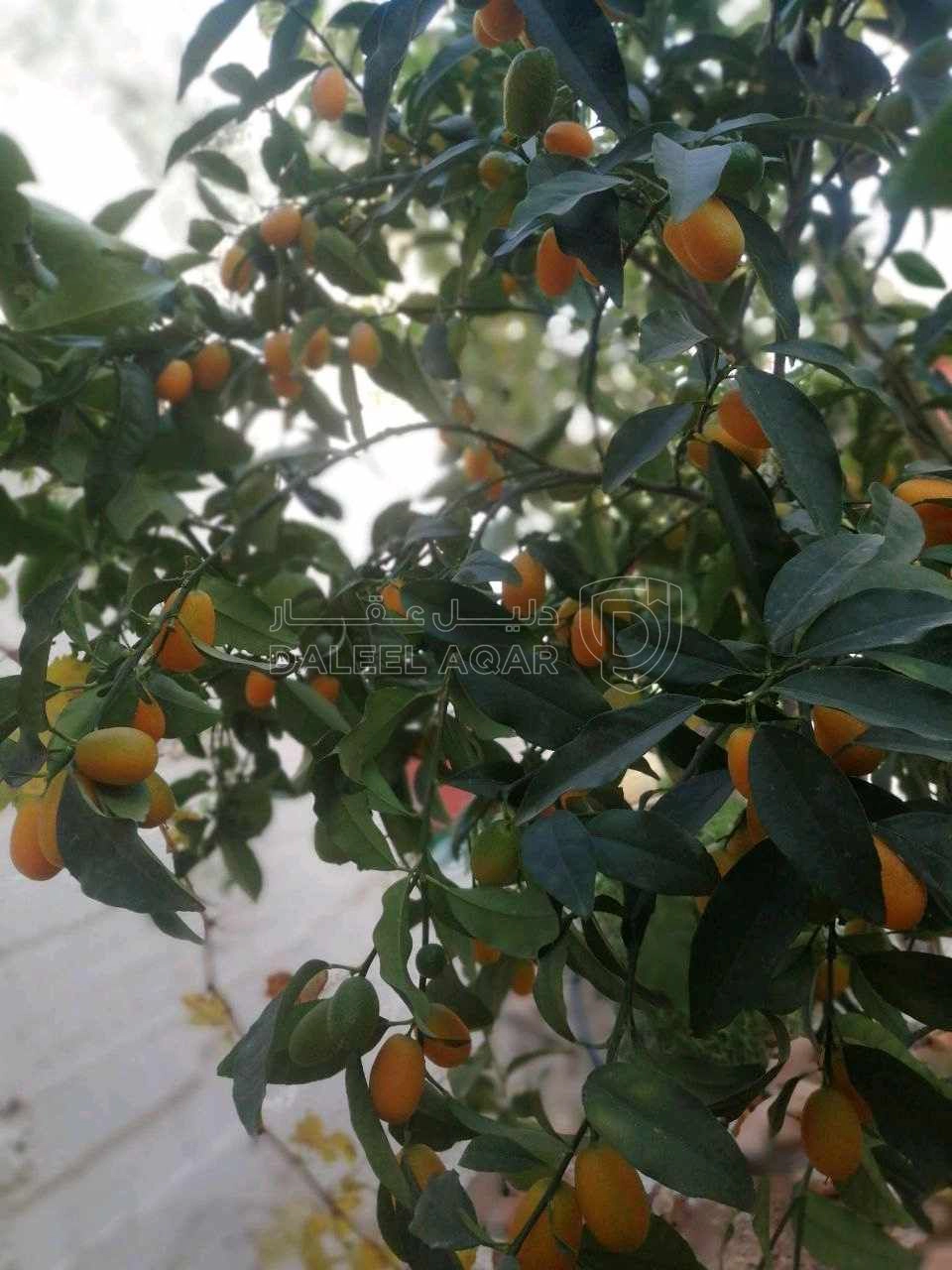 فيلا/منزل في عين الباشا الفروسيه  - 120,000 دأ - صورة 1