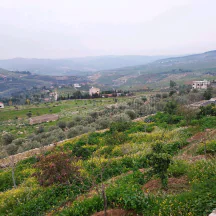مزرعة/شاليه في الجبل الغربي المقابل لمطعم السمك - 290,000 دأ - صورة NaN