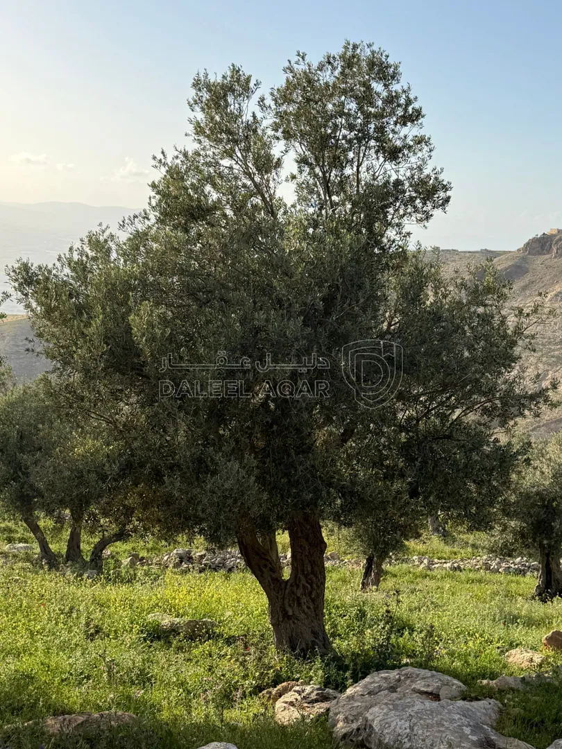 أرض في خربة الوهادنة - 82,000 دأ - صورة 1