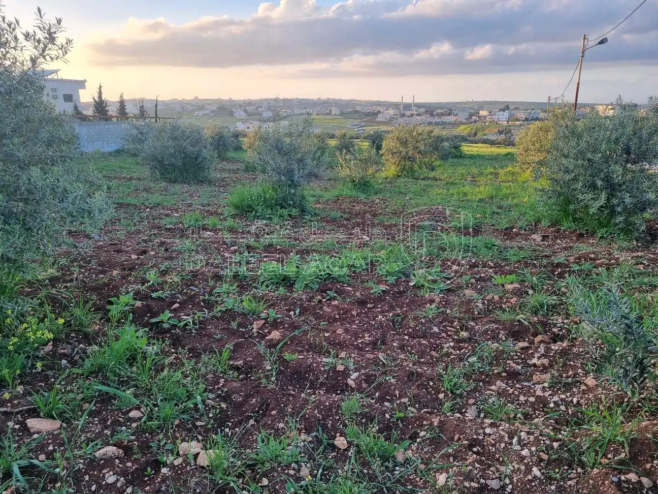أرض في اربد بيت راس تل الملح - 60,000 دأ - صورة 1
