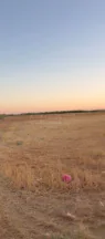 أرض في ارض مميزة للبيع خلف كمباوند حسبان وفلل اردن وجامعة - 340,000 دأ - صورة NaN