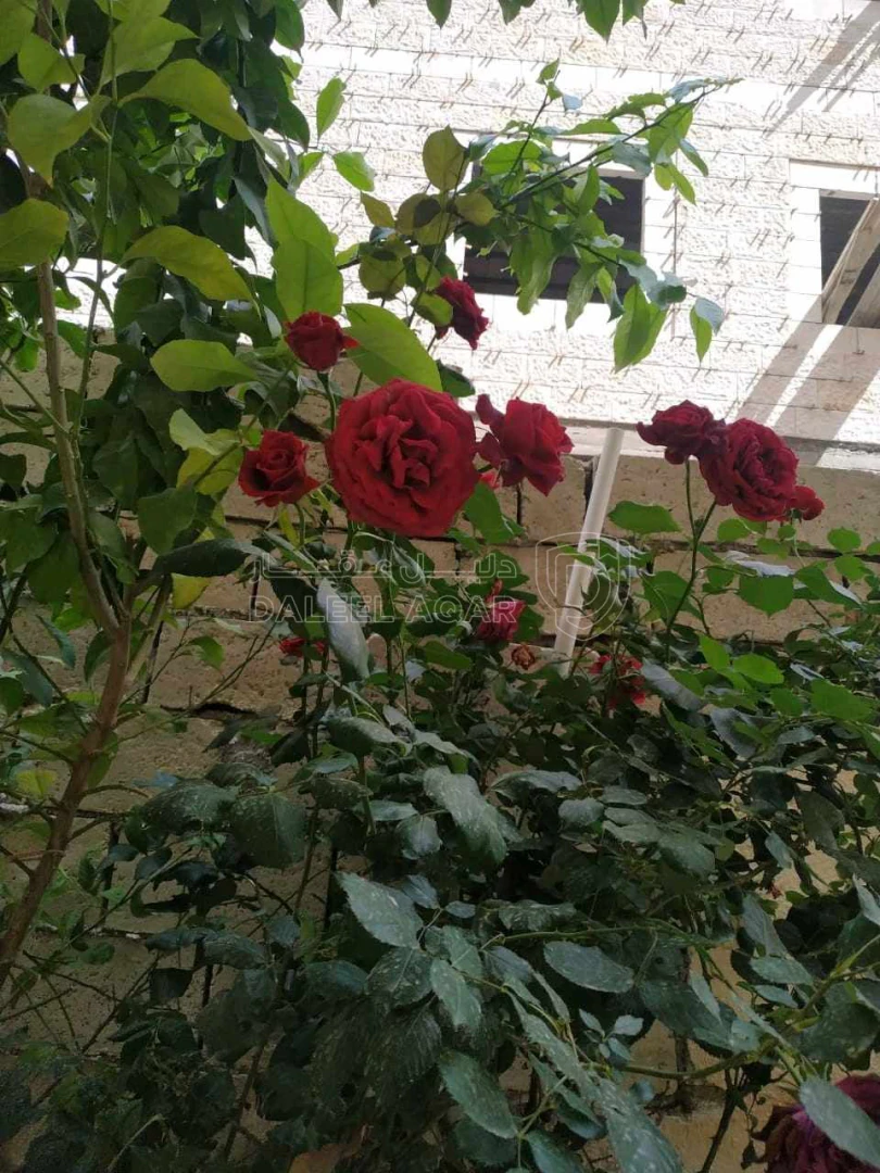 شقة في عمان ضاحية الاستقلال - 35,000 دأ - صورة 1