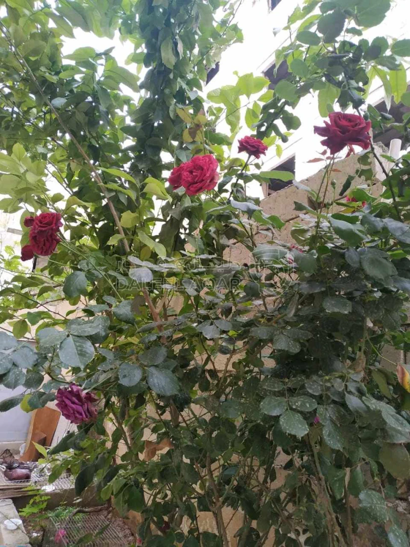 شقة في عمان ضاحية الاستقلال - 35,000 دأ - صورة 1