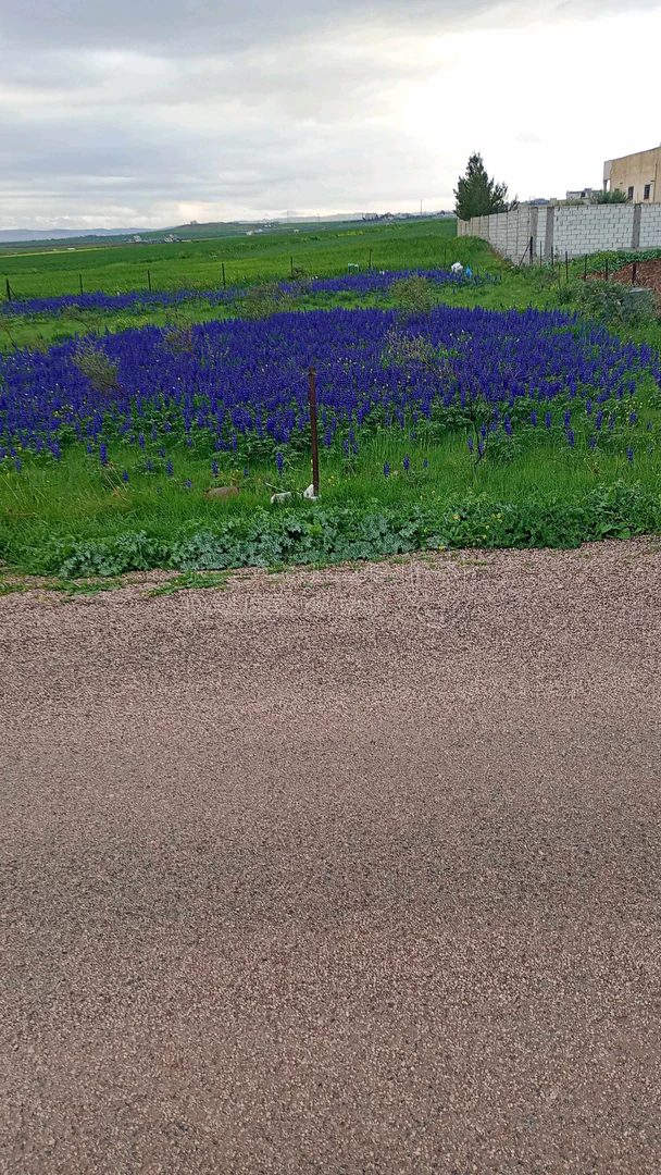 أرض في اربد الصريح المسرب الجنوبي قرب مركزالسكري والترخيص - 53,000 دأ - صورة 1