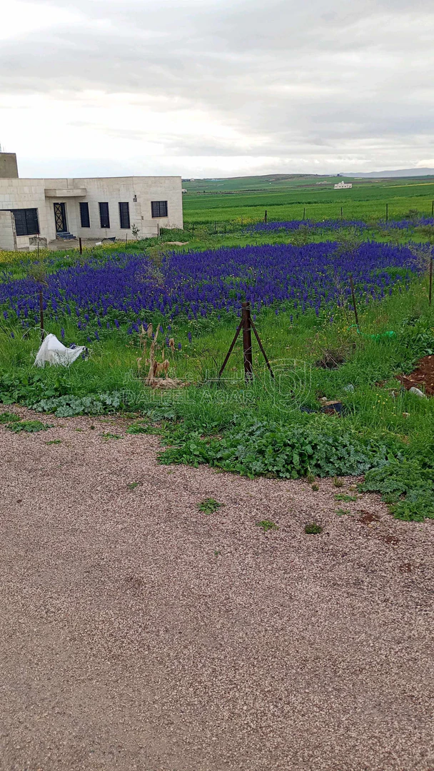أرض في اربد الصريح المسرب الجنوبي قرب مركزالسكري والترخيص - 53,000 دأ - صورة 1