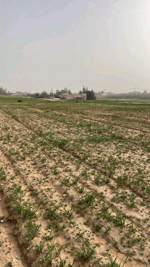 أرض في عمان اراضي جنوب عمان بريك حوض 29 الزباير الشرقي - 24,000 دأ - صورة 1