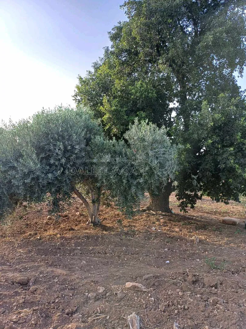 أرض في مزرعة زيتون بلدي للبيع منطقه سمر - 135,000 دأ - صورة 1