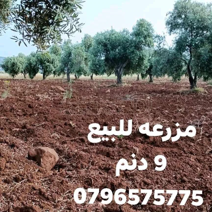 أرض في جرش برما  - 75,000 دأ - صورة 1