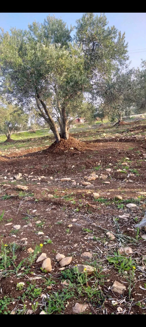 أرض في مقابل المعصره الذهبيه  - 170,000 دأ - صورة 1