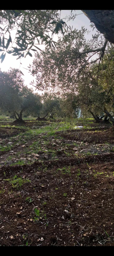 أرض في مقابل المعصره الذهبيه  - 170,000 دأ - صورة 1