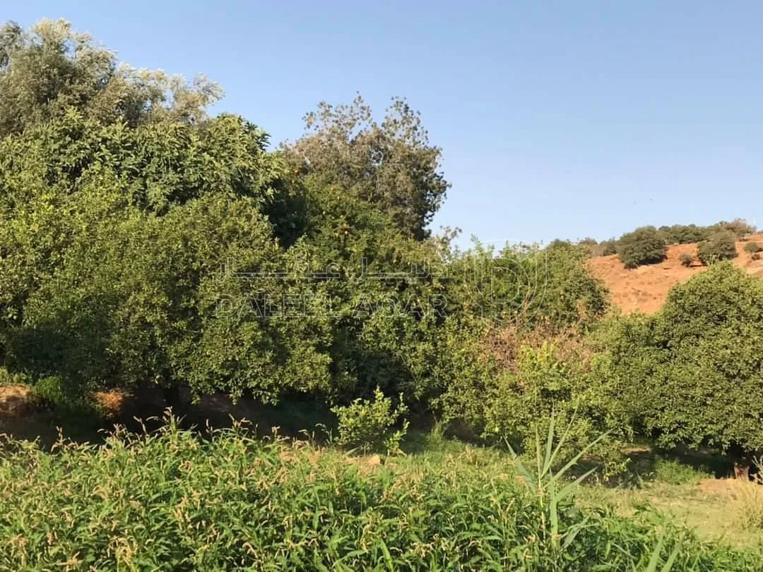 أرض في ع شارع الرئيسي - 397,500 دأ - صورة 1