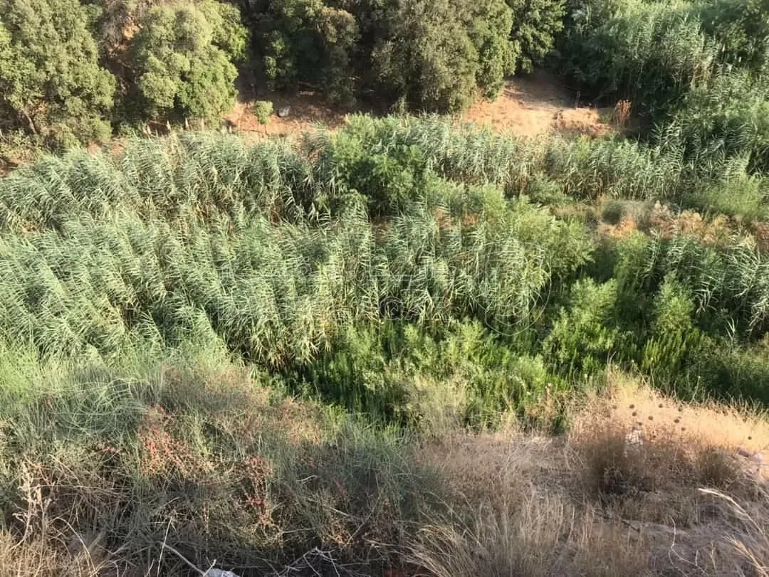 أرض في ع شارع الرئيسي - 397,500 دأ - صورة 1