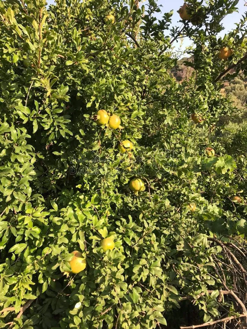 أرض في ع شارع الرئيسي - 397,500 دأ - صورة 1