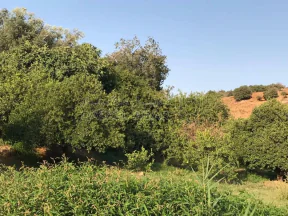أرض في ع شارع الرئيسي - 397,500 دأ - صورة NaN
