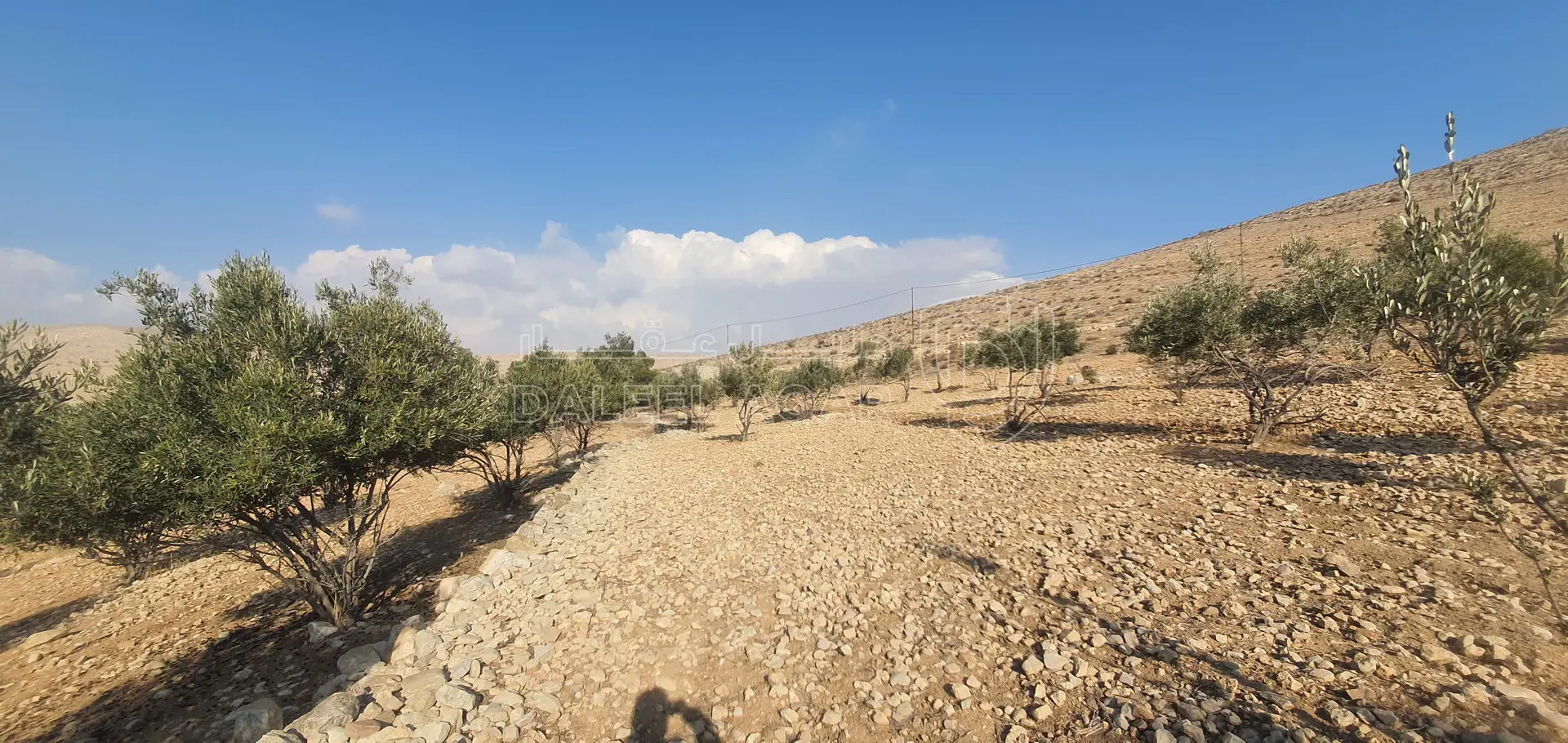 أرض في أرض زراعية - 60,000 دأ - صورة 5