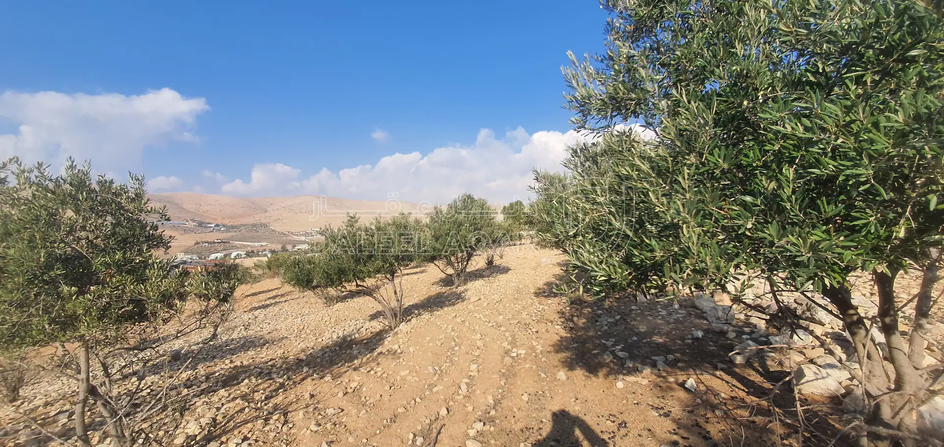 أرض في أرض زراعية - 60,000 دأ - صورة 2