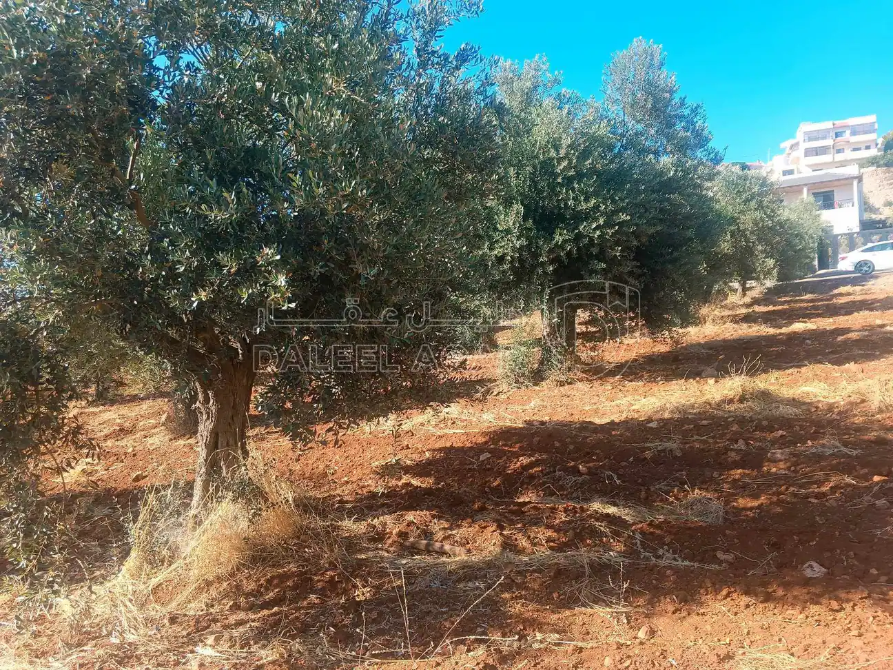 أرض في السلط بطنا قرب شارع الستين - 50,000 دأ - صورة 4