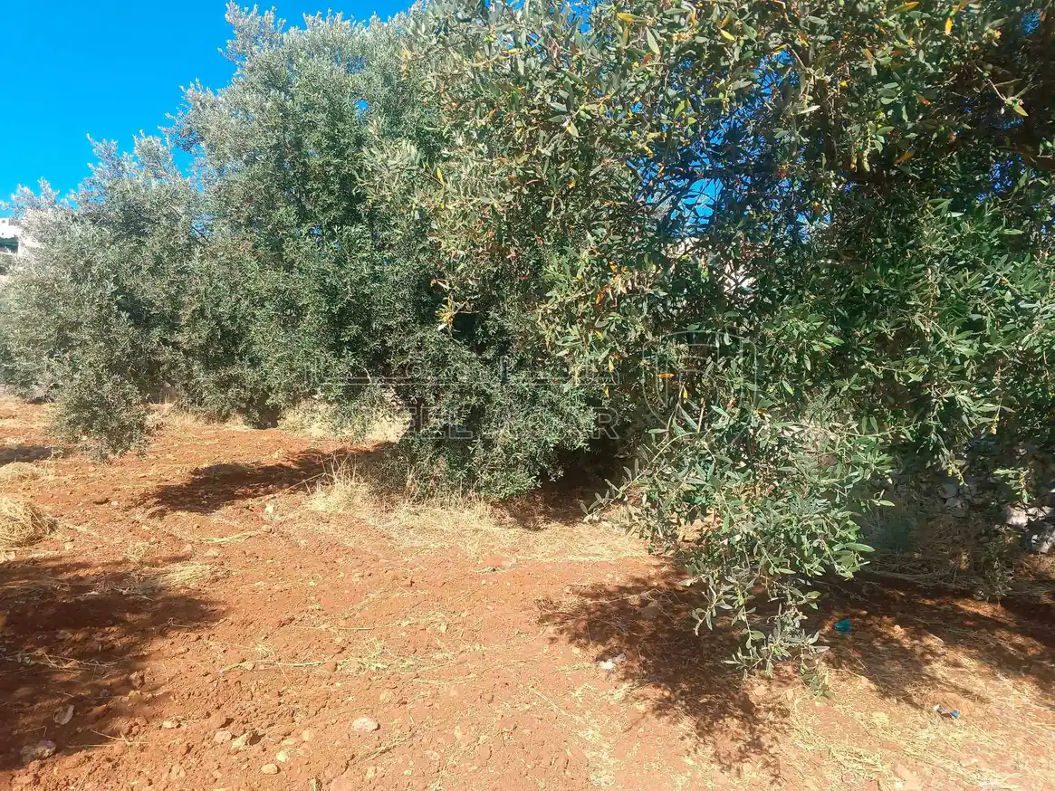 أرض في السلط بطنا قرب شارع الستين - 50,000 دأ - صورة 7