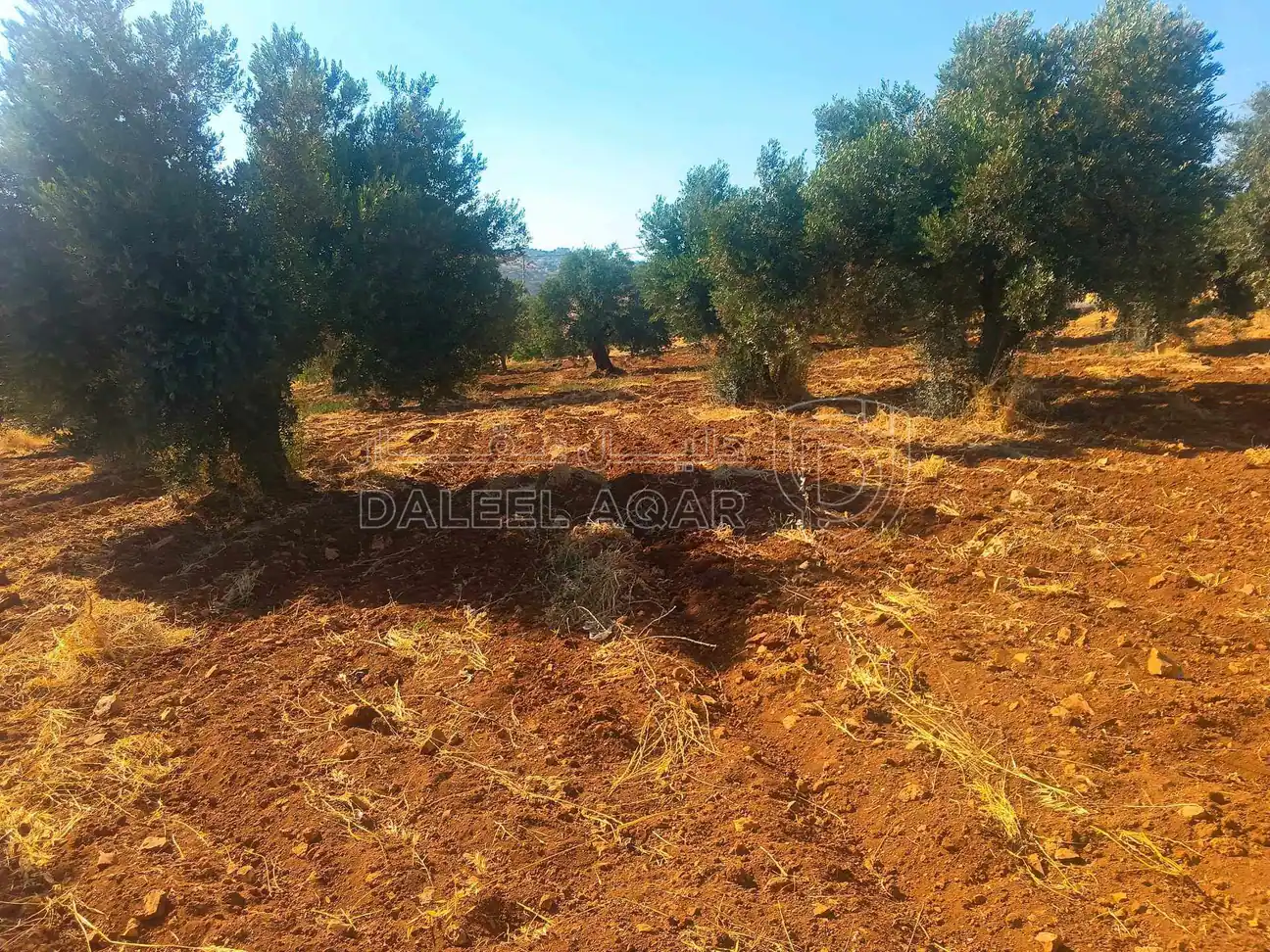 أرض في السلط بطنا قرب شارع الستين - 50,000 دأ - صورة 8