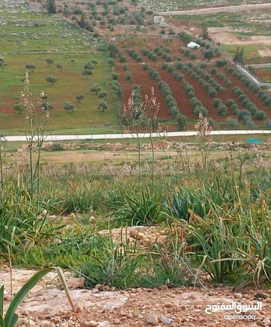 أرض في عين والمعمرية قرب مزرعة الحسام وشاليه ابوالعز - 30,000 دأ - صورة 1