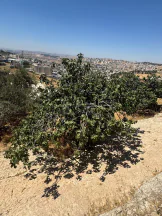 أرض في ناعور / بالقرب من صالة بانوراما بلو - 400,000 دأ - صورة NaN