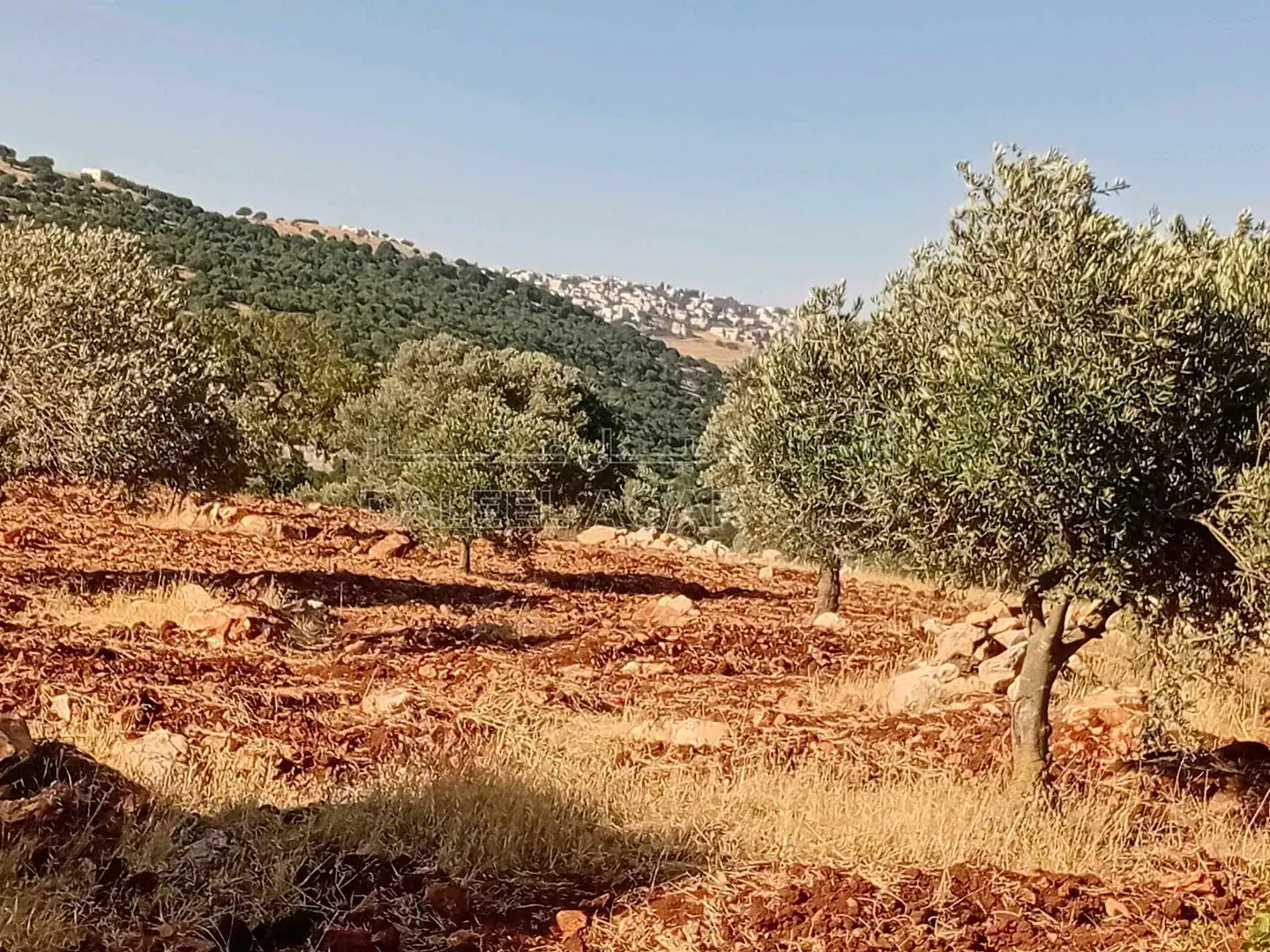 أرض في بالقرب من مخيم راسون السياحي  - 40,000 دأ - صورة 1