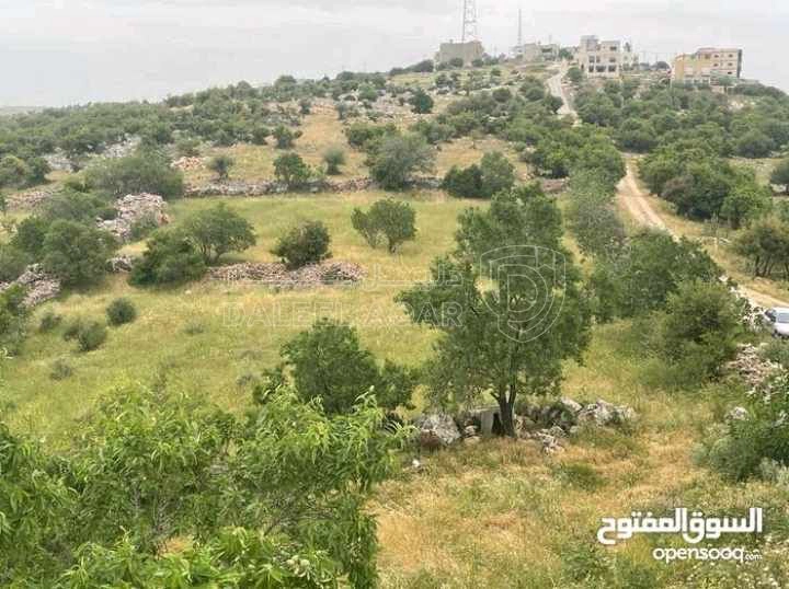 أرض في قطعة ارض مميزة في عجلون - رأس منيف بجوار غابة  - 135,000 دأ - صورة 1