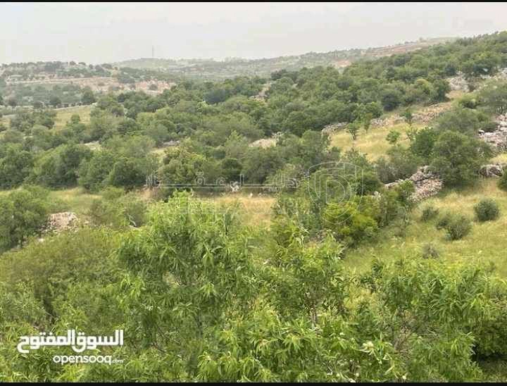 أرض في قطعة ارض مميزة في عجلون - رأس منيف بجوار غابة  - 135,000 دأ - صورة 1