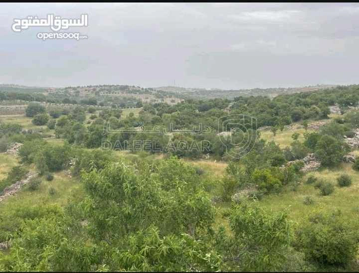 أرض في قطعة ارض مميزة في عجلون - رأس منيف بجوار غابة  - 135,000 دأ - صورة 1