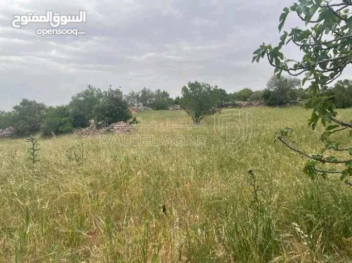 أرض في قطعة ارض مميزة في عجلون - رأس منيف بجوار غابة  - 135,000 دأ - صورة 1