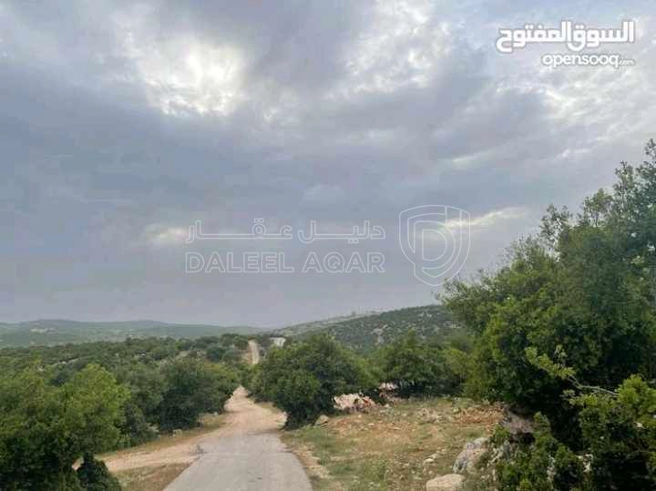 أرض في قطعة ارض مميزة في عجلون - رأس منيف بجوار غابة  - 135,000 دأ - صورة 1