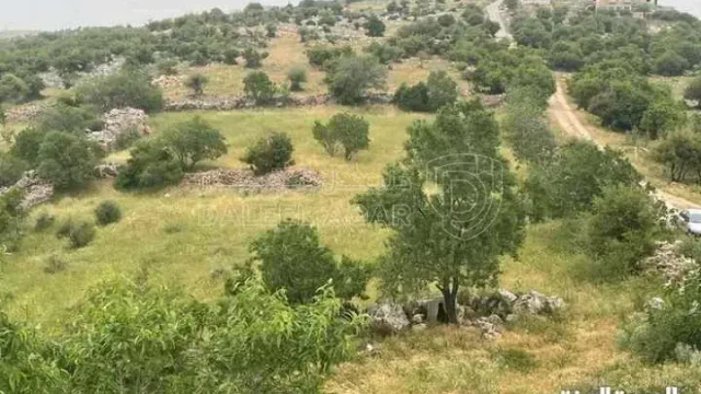 أرض في قطعة ارض مميزة في عجلون - رأس منيف بجوار غابة  - 135,000 دأ - صورة 1
