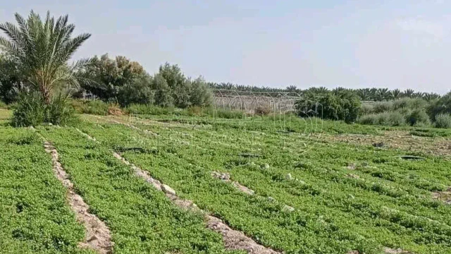 أرض في الاغوار - منطقة الكرامة  - 102,921 دأ - صورة 1