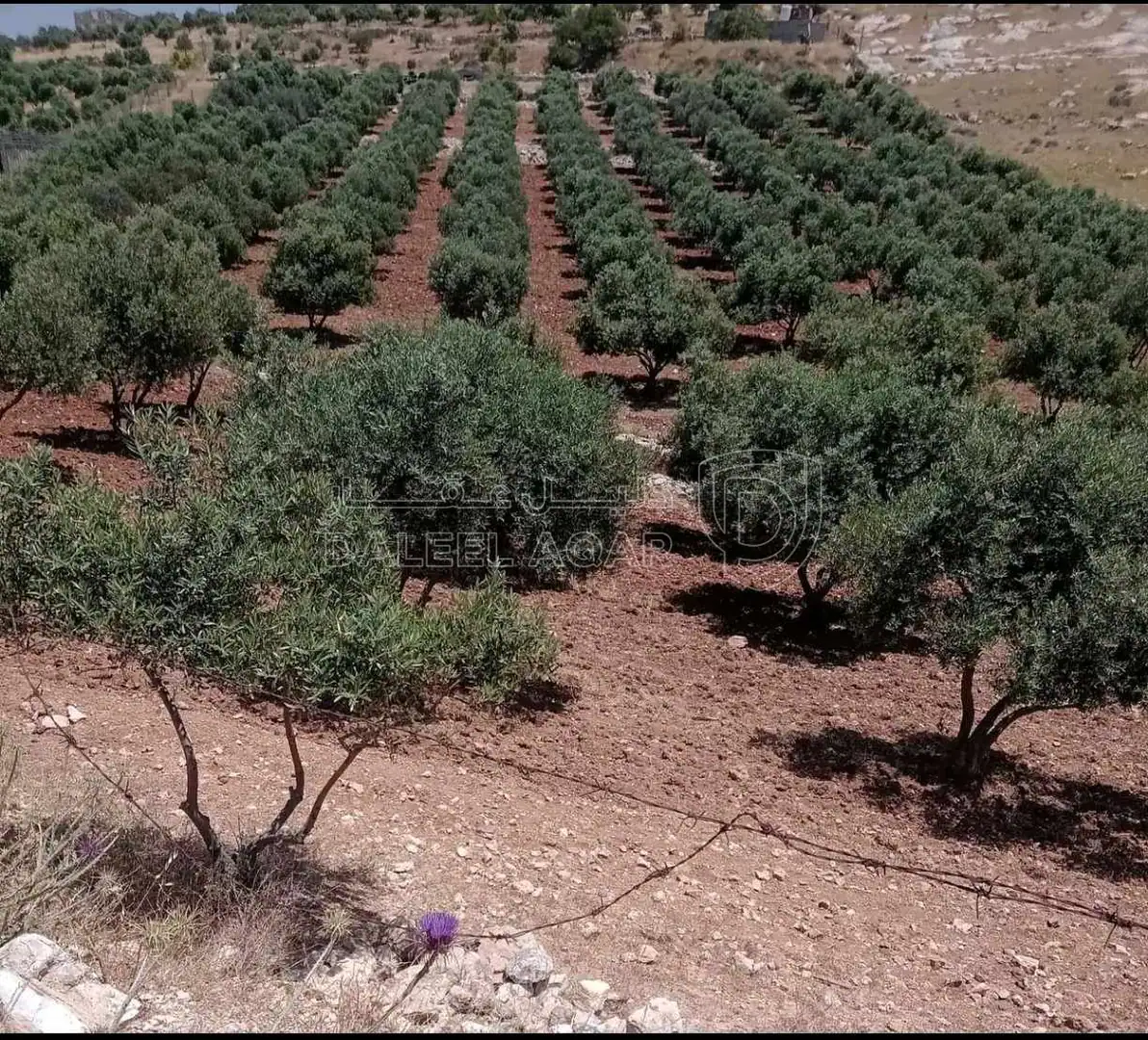 أرض في 🔥 فرصة استثمارية مميزة – أرض زيتون للبيع 🔥🌿  - 140,000 دأ - صورة 1