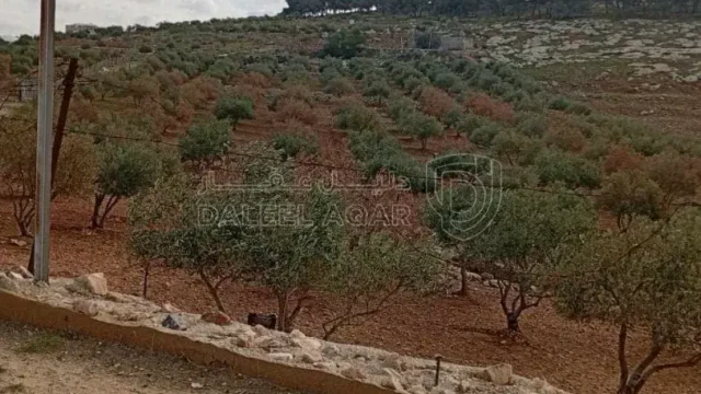 أرض في 🔥 فرصة استثمارية مميزة – أرض زيتون للبيع 🔥🌿  - 140,000 دأ - صورة 1