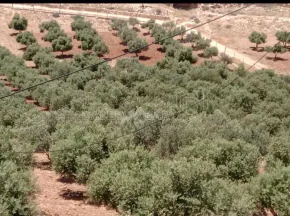 أرض في 🔥 فرصة استثمارية مميزة – أرض زيتون للبيع 🔥🌿  - 140,000 دأ - صورة NaN