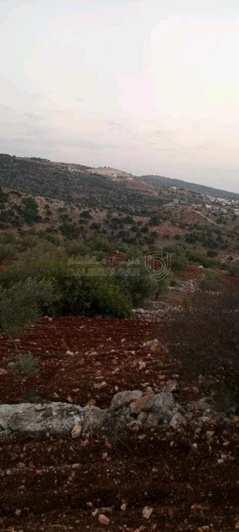 أرض في الوهادنة بالقرب من دير الصمادية  - 100,000 دأ - صورة 1
