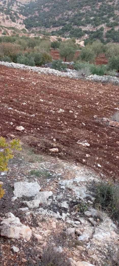 أرض في الوهادنة بالقرب من دير الصمادية  - 100,000 دأ - صورة 1