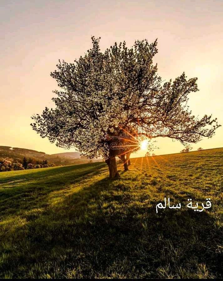 أرض في قرية سالم،ضاحية الاميرة ايمان - 33,000 دأ - صورة 1