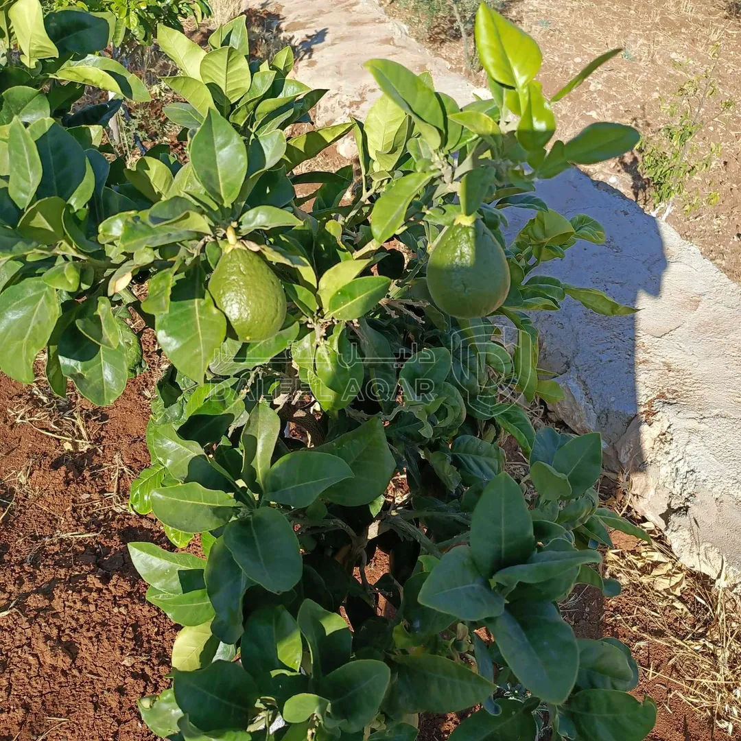 مزرعة/شاليه في نادرة - 130,000 دأ - صورة 1